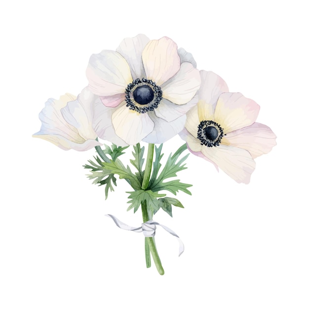 Vector white flowers bouquet with field anemone poppies and ribbon watercolor vector illustration