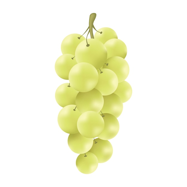 White grape realistic vector isolated on white background