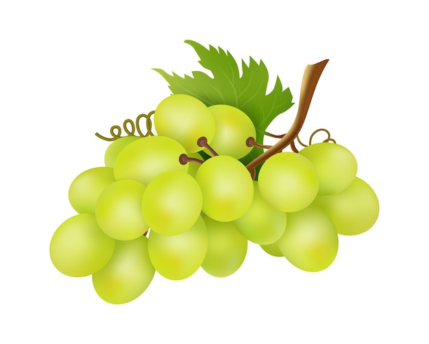 White grapes bunch. Winery object, realistic grape isolated on white background. Fresh farm raw ingredient vector illustration. Fruit ripe sweet, berry nutrition organic