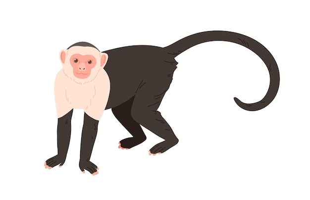 Vector white-headed or white-faced capuchin with black body and long tail standing on four legs. cute american species of monkey leaning on forelimbs. flat colored vector illustration isolated on background.