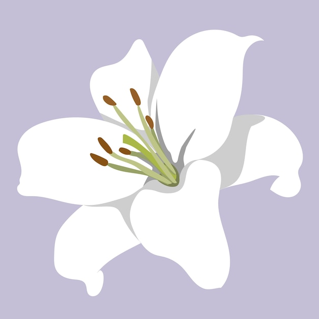 White lily flower vector. Hand drawn illustration on violet background.