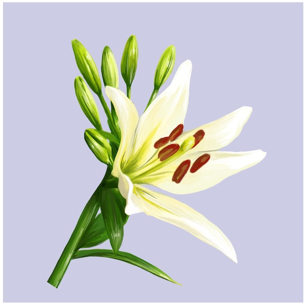 White lily flowers with buds illustration