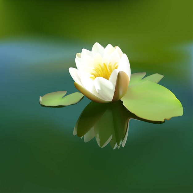 Vector white lotus flower