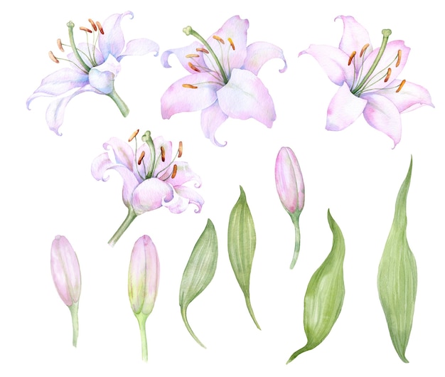 White pink lilies a set of watercolor elements flowers and buds