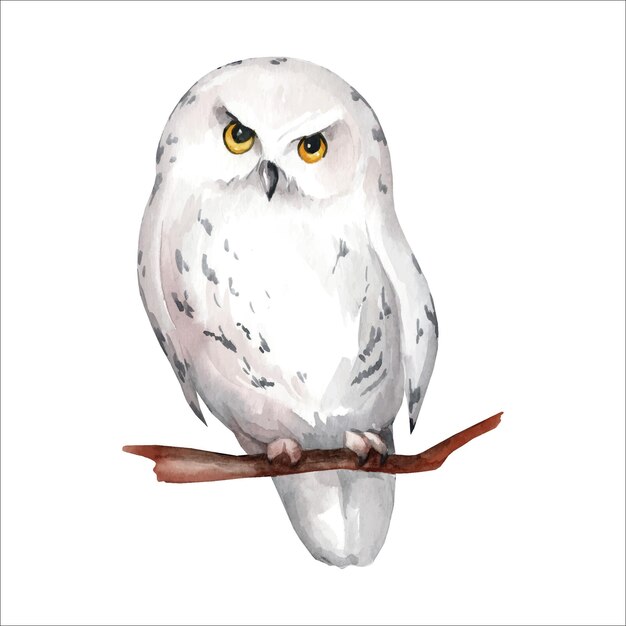 Vector white snowy owl watercolor illustration