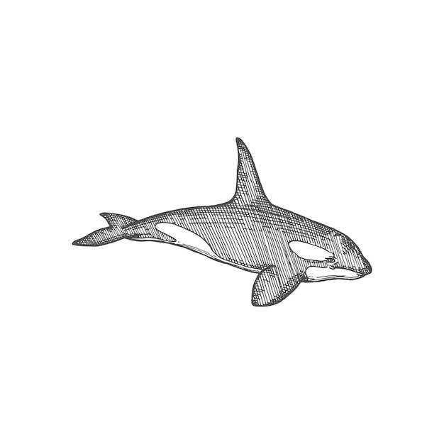 White toothed shark isolated black giant fish icon