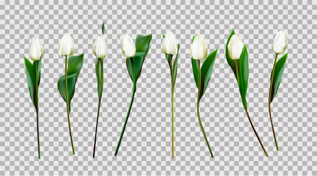 White tulips isolated Vector illustration of tulips Spring flowers Primroses White flowers Realistic