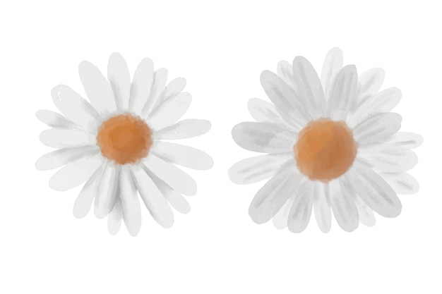 White watercolor chamomile flowers vector illustration