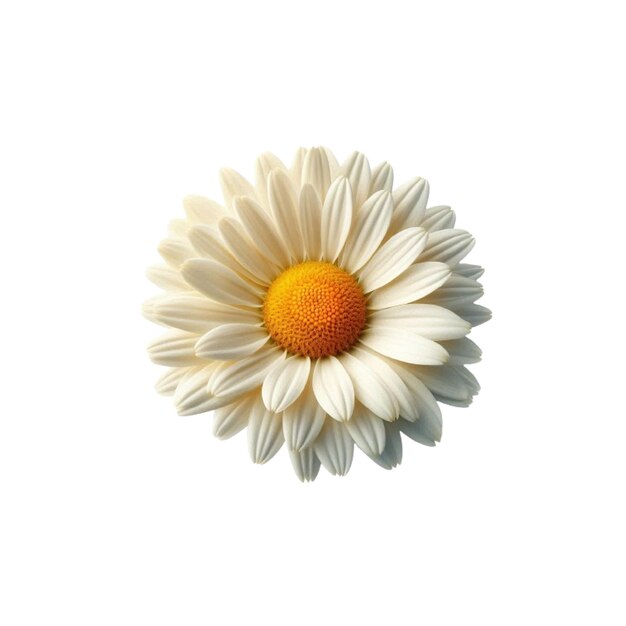 Vector a white and yellow daisy flower vector