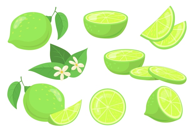 Whole and cut-up limes with leaves illustration set