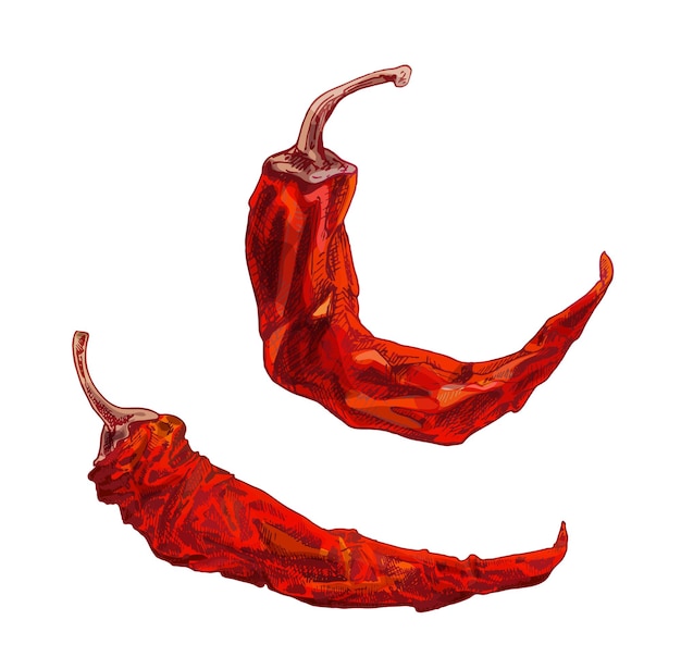 Whole dry pepper chilli. Vintage hatching illustration.