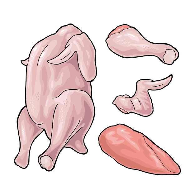 Whole leg wing raw chicken Vector color illustration