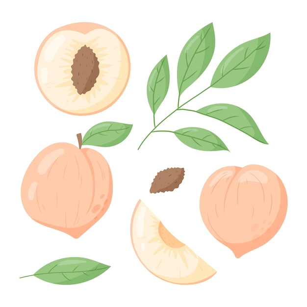 A whole peach and a half or a slice of fruit with a stone a twig with leaves Vector flat set of isolated nectarine illustrations