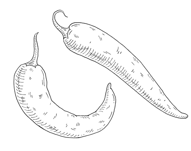 Whole pepper chilli. Vintage hatching black illustration.