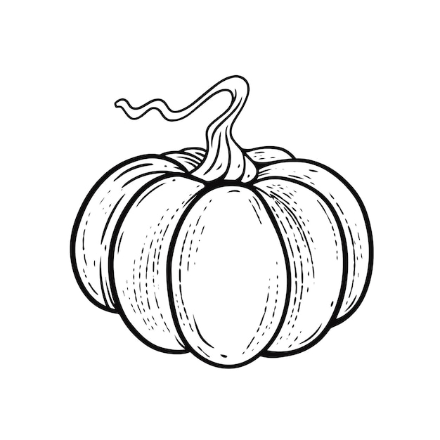 Whole pumpkin engraving style black color outline sketch.