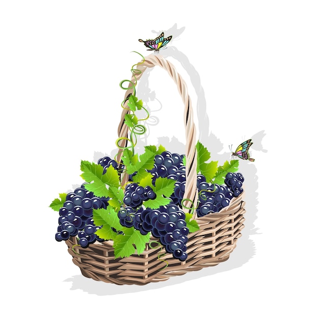 Wicker basket with grapes