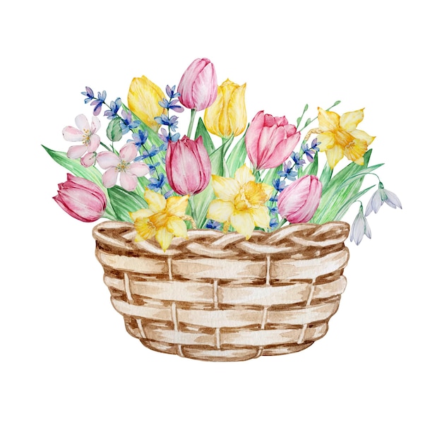 wicker basket with tulips isolated on white