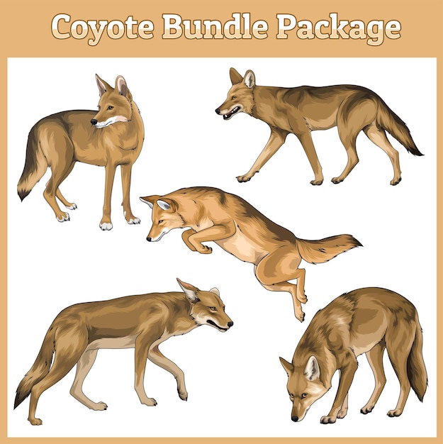 Wild coyotes vector illustration five in one file