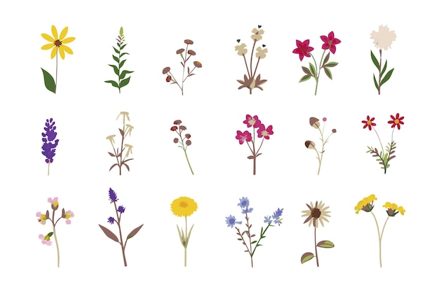 Vector wild floral watercolor element collection