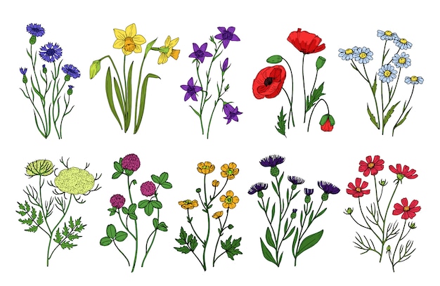 Wild herbs and flowers. Wildflowers, meadow plants. Hand drawn summer and spring field flowering. Vintage isolated set