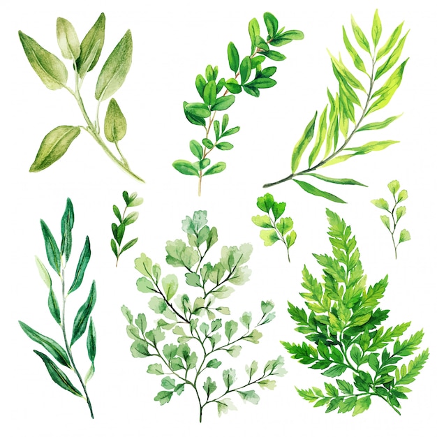 Wild leaves and ferns, Watercolor bright greenery