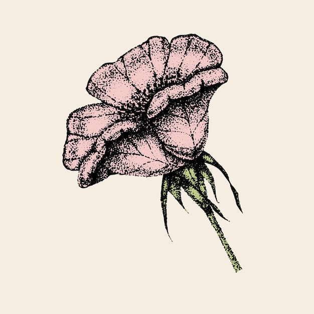 Vector wild rose flowers drawing and sketch with pointillism on white backgrounds vintage illustration of dogrose