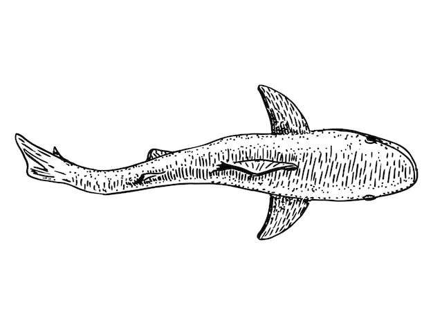 Wild shark sketch Top view on isolated on white Great white shark hand drawing vintage engraving