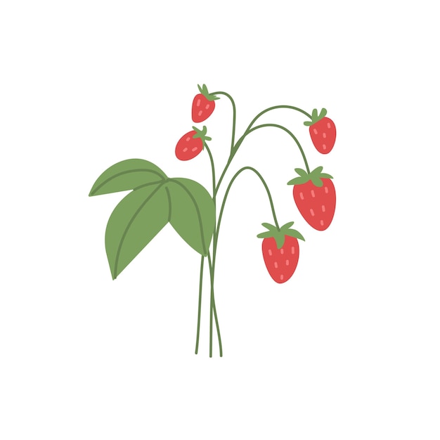 Wild strawberries growing on branch Fresh ripe forest red berries with leaf Vitamin food plant with fruits and leaves Flat vector illustration isolated on white background