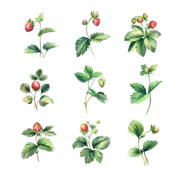 wild strawberryWatercolor set of herbs Hand drawn illustration isolated on white background