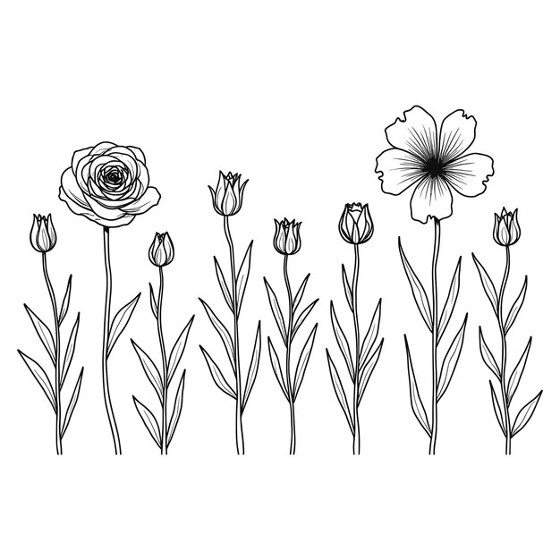 Vector wildflower minimalist flower bouquet outline black and white isolated on white background