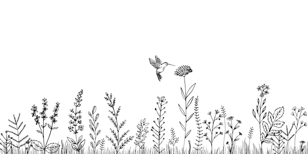 Wildflowers and hummingbirds Sketch