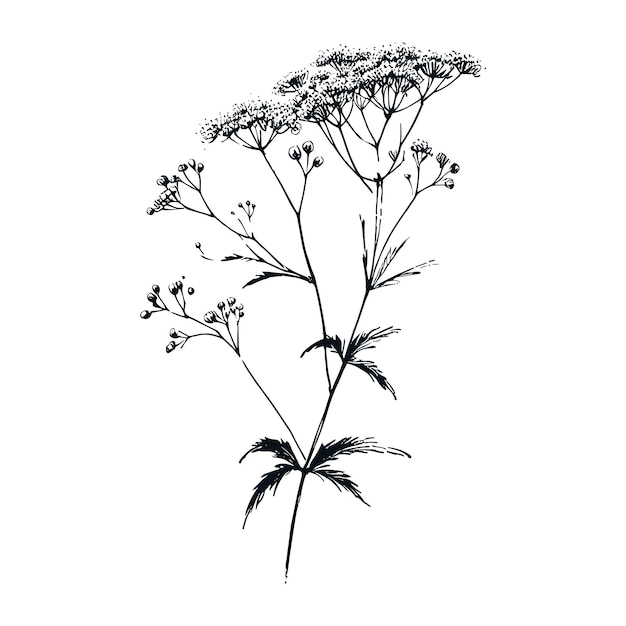 Vector wildflowers vector hand drawn illustration