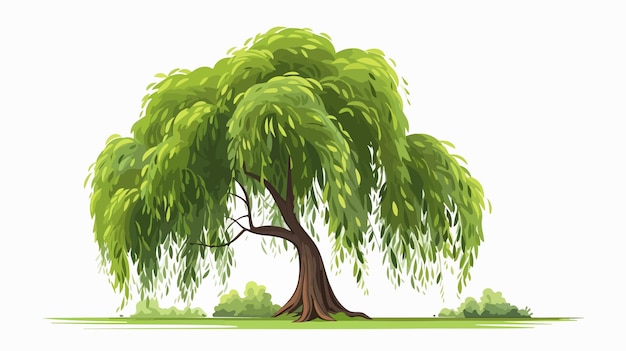 Vector willow tree flat vector illustration on white background