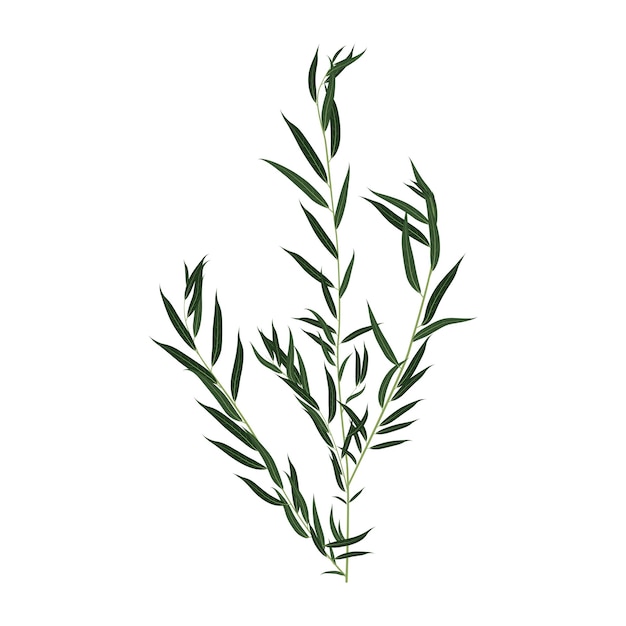 Willow twig on a white background illustration