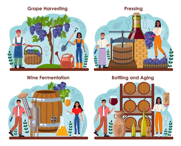 Vector wine maker concept set grape wine aging in a wood barrel wine factory