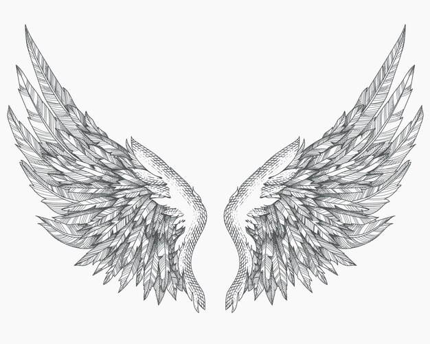 Vector wings illustration with engraving style concept