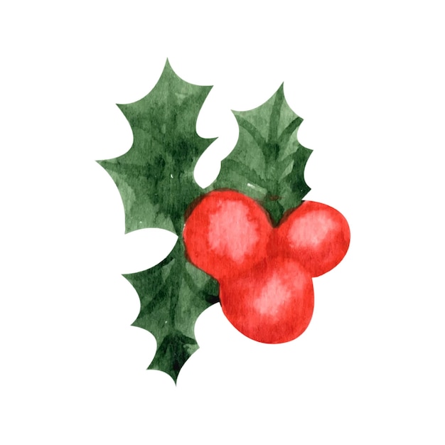 Winter holly berry New Year and Christmas watercolor illustrations