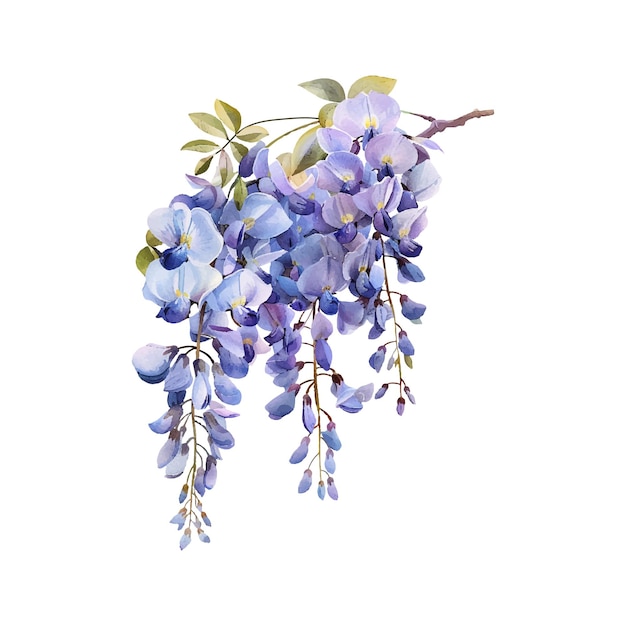 wisteria flower vector illustration in watercolor style