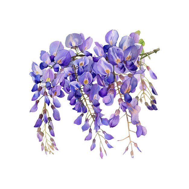 wisteria flower vector illustration in watercolor style