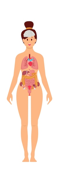 Woman anatomy infographics Vector illustration