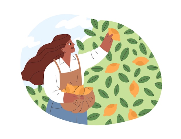 Vector woman farmer picking lemons in orchard person collecting citrus fruit harvest into basket on summer holidays female in southern local garden flat vector illustration isolated on white background