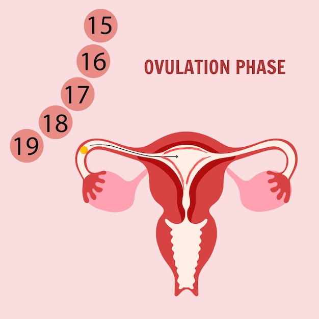 Woman's period One of the stages menstrual cycle Ovulation phase Vector illustration