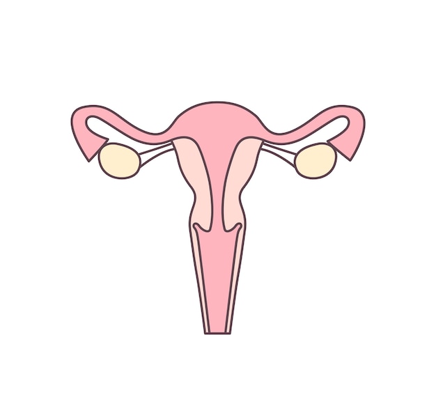 Womb, uterus flat illustration