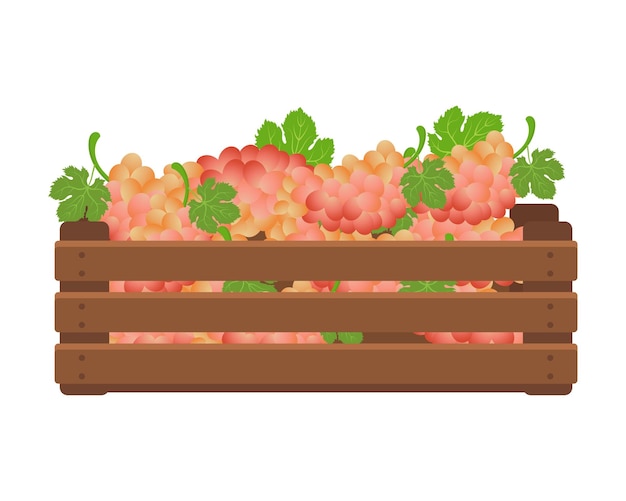 Wooden box with pink grapes Healthy food fruits agriculture illustration vector