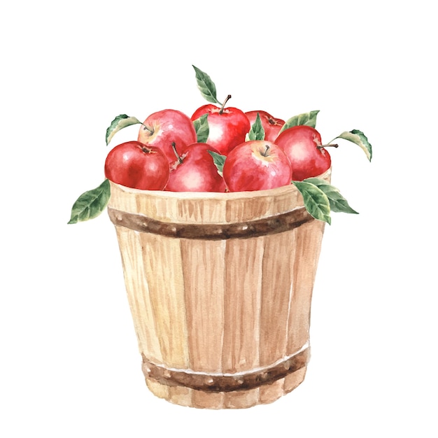 Wooden bucket with red apples watercolor illustration