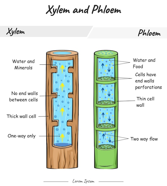 Xylem and phloem