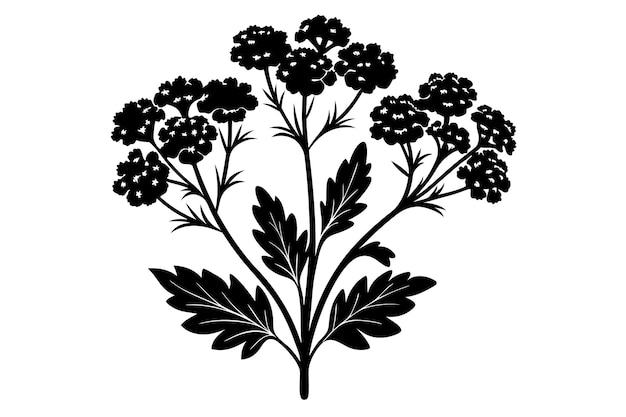 Vector yarrow silhouette vector illustration on black and white