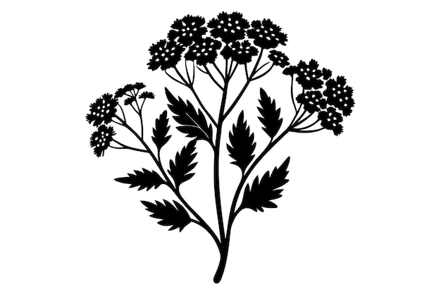 Vector yarrow silhouette vector illustration on black and white