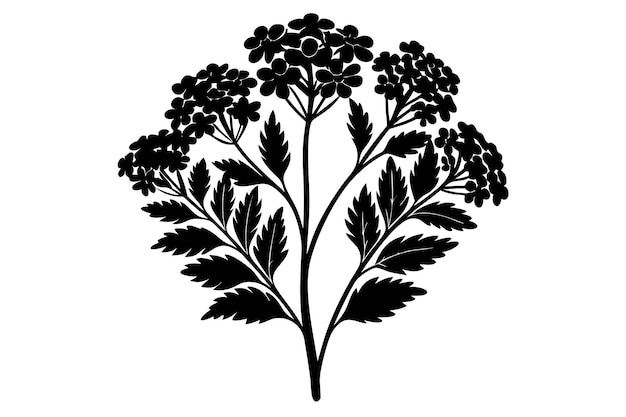 Vector yarrow silhouette vector illustration on black and white