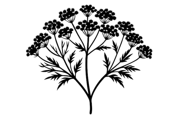 Vector yarrow silhouette vector illustration on black and white